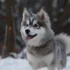 Husky and Pomsky Mix: The Ultimate Guide to Understanding This Adorable Hybrid Breed