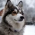 Huron Pomsky: A Guide to the Adorable and Lively Pomskies