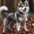 Husky Dog or Pomsky: A Guide to Understanding This Popular Hybrid Dog Breed