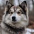 Pomsky Potty Training: Tips and Tricks for Housebreaking Your Pomsky