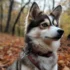 Pomsky Puppies for Sale in Illinois – Find Your Perfect Pomsky Companion!