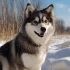 FAQs about Big Pomsky