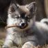 FAQs about Pomsky Dog Breed