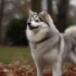 Where to Find the Best Pomsky Breeders: Your Guide to Buying a Pomsky