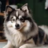 FAQs about Teacup Pomsky Puppy
