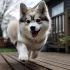 Top Pomsky Breeders in Illinois