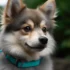 Tips for Taking the Pomsky to the Beach