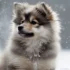 Dream Pomsky Kennel: Where To Find Your Perfect Companion