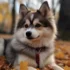10 Week Old Pomsky: Everything You Need To Know About This Adorable Breed