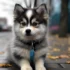 Black Pomsky Dog: A Guide To Understanding This Adorable Pomsky Mix