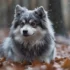 Discover the Adorable IPA Pomsky: Size, Appearance, and Personality Traits