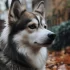 10 Adorable Instagram Pomskies You Need to Follow