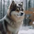 Adorable Pomsky Puppies: A Guide To Their Size And Appearance