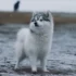 How Big Do Pomskies Get? Understanding Pomsky Size And Appearance