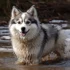 Is the Pomsky a Good Dog Breed? Pros and Cons to Consider