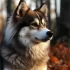 Is a Pomsky a Real Dog? Facts You Need to Know