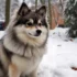 Pomsky: Understanding the Personality Traits of this Designer Breed
