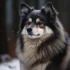 Is a Pomsky a Real Dog? Find Out Here!