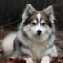 Is Pomsky a Recognized Breed?