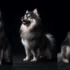 Is a Pomsky a Registered Breed?
