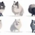 Is Pomsky a Recognized Breed?
