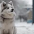 Is a Pomsky a Real Breed? Understanding the Origin and Characteristics of this Designer Dog