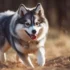 FAQs about Majestic Pomsky