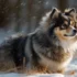 Pomsky Puppies For Sale In California: Find Your Perfect Furry Companion!