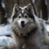 Pomsky: The Adorable Pomeranian Husky Mix