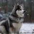 Klee Kai vs Pomsky: Understanding the Differences and Similarities