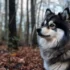 Find the Perfect Plush Husky Pomsky for Your Home