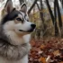 Discover the Unique Characteristics of Katana Pomskies