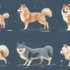 KSL Pomsky – Top Breeders, Prices, and Adoption Tips