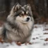 Lakeshore Pomskies: Your Guide to the Perfect Pomsky Companion
