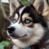 Pomsky Puppies for Sale in Lancaster PA