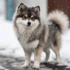 Full Grown Pomsky: Size And Appearance Guide