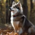 Fun Facts About Pomskies: Discover the Unique Traits of This Adorable Hybrid