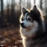 Looking for a Kijiji Pomsky? Here’s what you need to know about this popular mixed breed