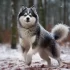 Polar Pomskies: Understanding the Personality Traits of this Arctic Mix