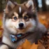 How to Train your NEW PUPPY to Walk on Leash!