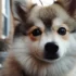 Pomsky Lion Cut: Pros and Cons for Your Furry Friend