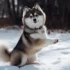 Lilac Pomsky: The Adorable Hybrid Dog Breed