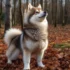 Light Brown Pomsky: A Guide to Understanding Their Size and Appearance