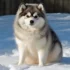 Finding a Local Pomsky Breeder: Your Guide to Adopting a New Furry Friend