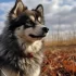 Lauren Pomskies: A Guide to Understanding the Personality Traits and Training Needs of this Adorable Breed
