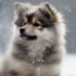 Lollipop Pomskies: A Guide to Understanding the Personality Traits
