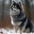 Long Haired Pomskies: Everything You Need to Know About this Fluffy Designer Breed