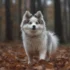 Discover the Adorable Los Angeles Pomskies: Everything You Need to Know