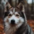 Pomsky Weight and Size: What You Need to Know