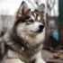 Pomsky Dogtime: Everything You Need to Know About This Adorable Designer Breed